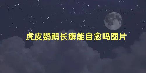 虎皮鹦鹉长癣能自愈吗图片