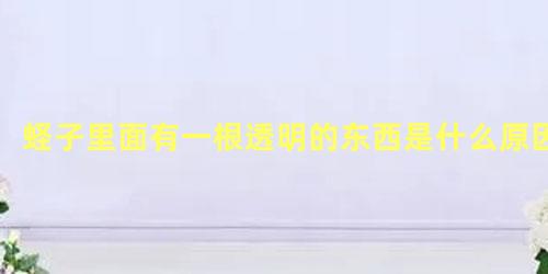 蛏子里面有一根透明的东西是什么原因