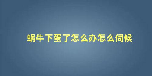 蜗牛下蛋了怎么办怎么伺候