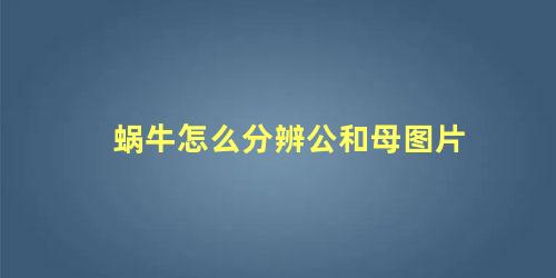 蜗牛怎么分辨公和母图片