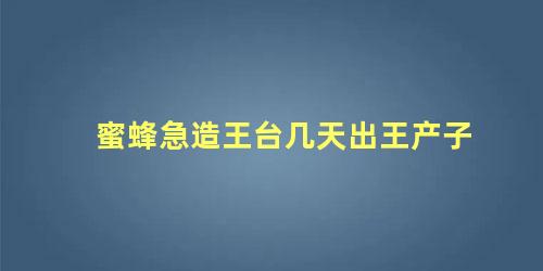 蜜蜂急造王台几天出王产子