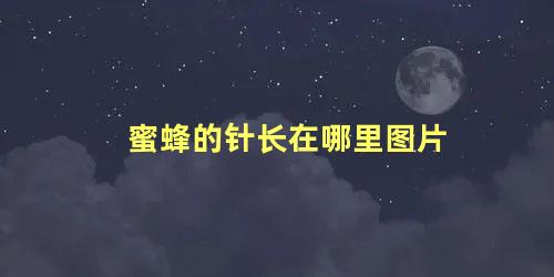 蜜蜂的针长在哪里图片