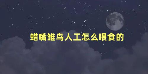 蜡嘴雏鸟人工怎么喂食的