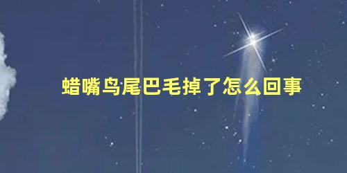 蜡嘴鸟尾巴毛掉了怎么回事