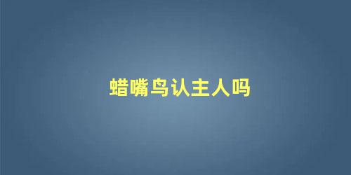 蜡嘴鸟认主人吗
