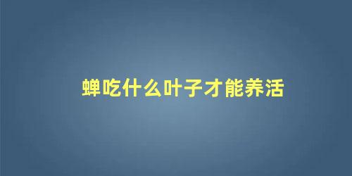 蝉吃什么叶子才能养活
