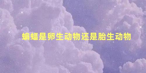 蝙蝠是卵生动物还是胎生动物