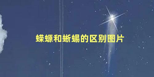 蝾螈和蜥蜴的区别图片