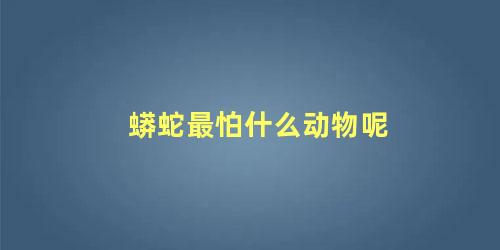 蟒蛇最怕什么动物呢