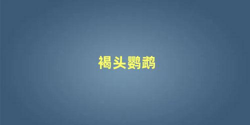 褐头鹦鹉