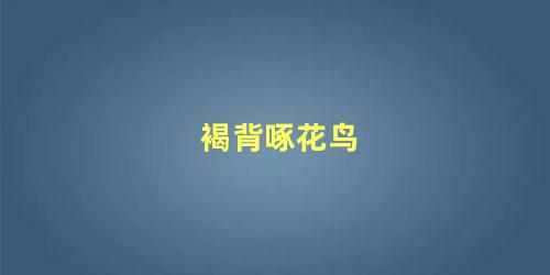 褐背啄花鸟