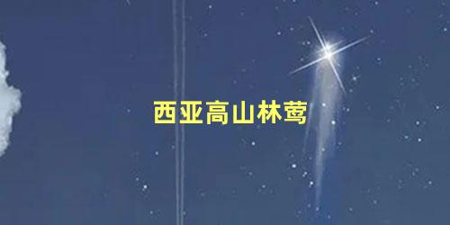 西亚高山林莺