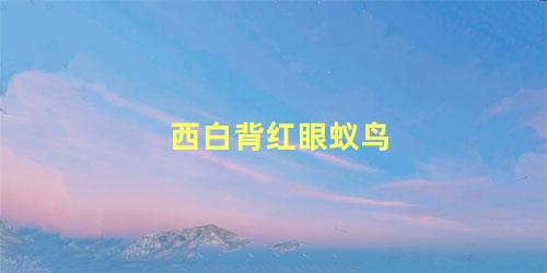 西白背红眼蚁鸟