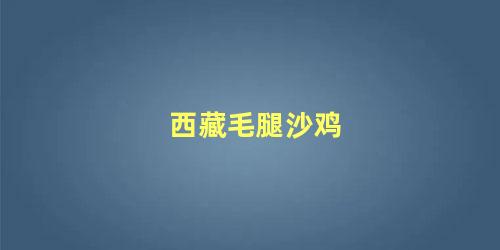 西藏毛腿沙鸡