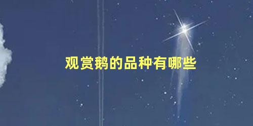 观赏鹅的品种有哪些