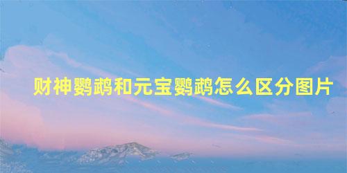 财神鹦鹉和元宝鹦鹉怎么区分图片