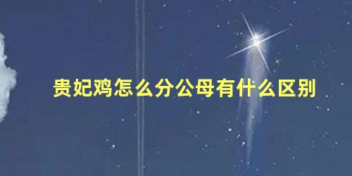 贵妃鸡怎么分公母有什么区别