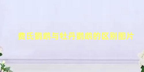 费氏鹦鹉与牡丹鹦鹉的区别图片