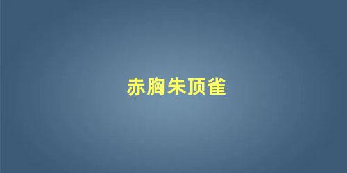 赤胸朱顶雀