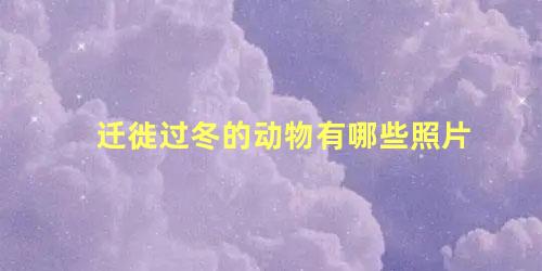 迁徙过冬的动物有哪些照片