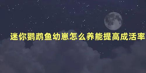 迷你鹦鹉鱼幼崽怎么养能提高成活率