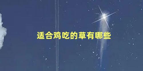 适合鸡吃的草有哪些