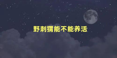 野刺猬能不能养活