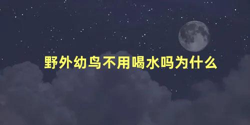 野外幼鸟不用喝水吗为什么