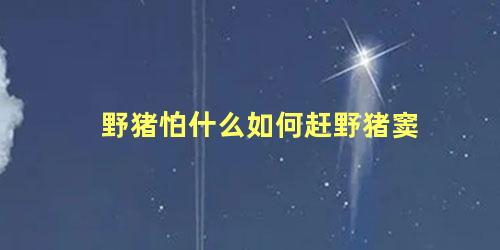 野猪怕什么如何赶野猪窦