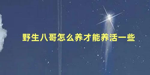 野生八哥怎么养才能养活一些