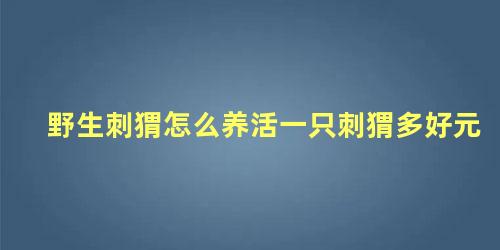 野生刺猬怎么养活一只刺猬多好元