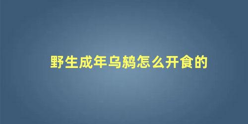 野生成年乌鸫怎么开食的