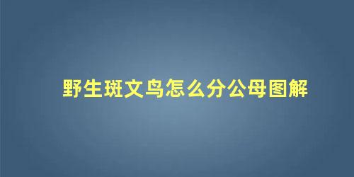 野生斑文鸟怎么分公母图解