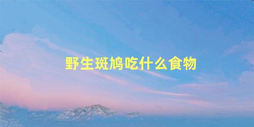 野生斑鸠吃什么食物