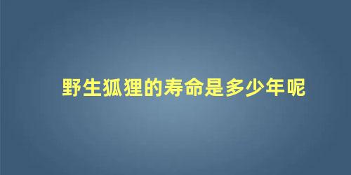 野生狐狸的寿命是多少年呢