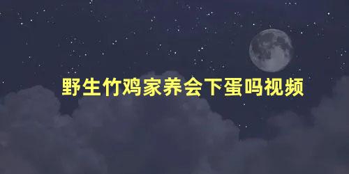 野生竹鸡家养会下蛋吗视频