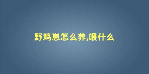 野鸡崽怎么养,喂什么