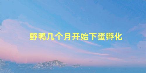 野鸭几个月开始下蛋孵化