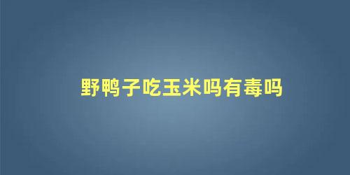 野鸭子吃玉米吗有毒吗