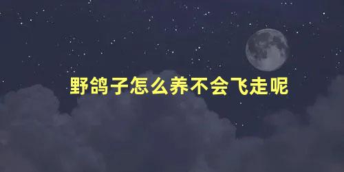 野鸽子怎么养不会飞走呢
