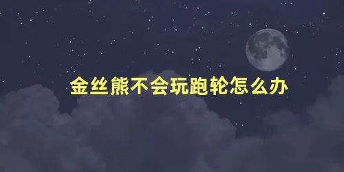金丝熊不会玩跑轮怎么办