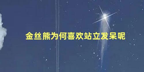 金丝熊为何喜欢站立发呆呢