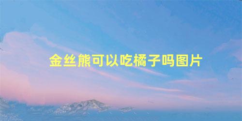 金丝熊可以吃橘子吗图片