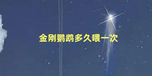 金刚鹦鹉多久喂一次