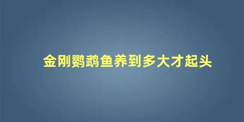 金刚鹦鹉鱼养到多大才起头