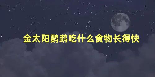 金太阳鹦鹉吃什么食物长得快