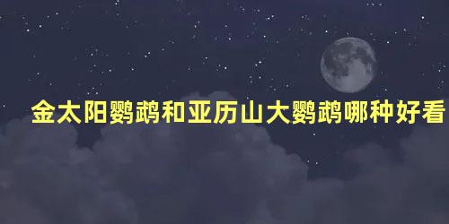 金太阳鹦鹉和亚历山大鹦鹉哪种好看