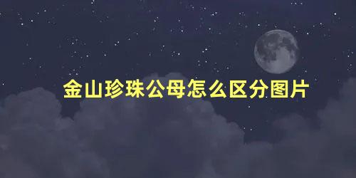 金山珍珠公母怎么区分图片