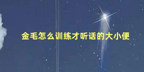 金毛怎么训练才听话的大小便