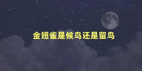 金翅雀是候鸟还是留鸟